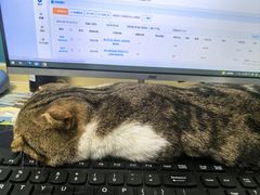 -乖乖宠物医院·猫科·急重症中心(车站北路分院)