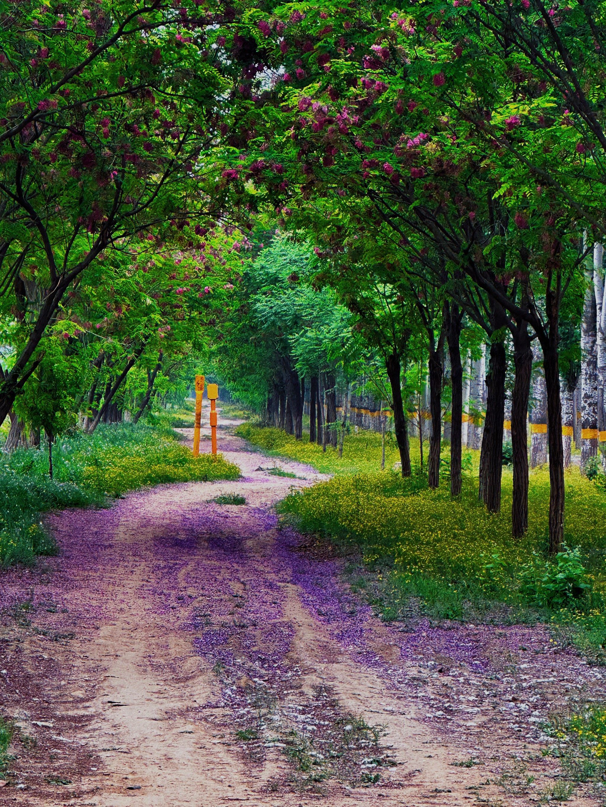 这个林间小路是无意之间发现的,双排的槐花,紫色白色相间,香气扑鼻