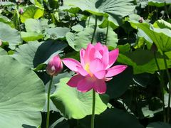 -莲花池公园