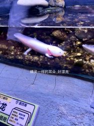 -Zoolung Zoolung动物主题公园(海信广场店)