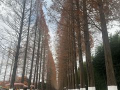 -黄海国家森林公园