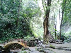 -莫里热带雨林景区