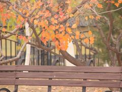 景点-永定河休闲森林公园