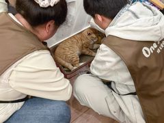 -猫的天空之城概念书店(大学路店)