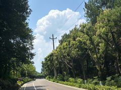 -铁山坪森林公园