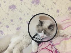 -萌兽医馆·绝育·24小时内科·宠物医院(德胜店)