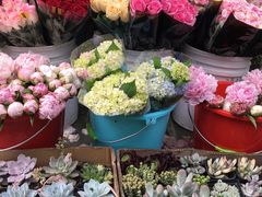 -曲阳花鸟市场(曲阳路店)