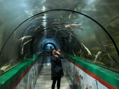 -东方巨龟苑景区