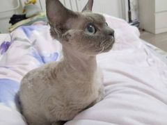 -PETKIT 小佩宠物·德文赛凯猫舍
