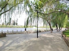 -莲花池公园