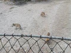 -西霞口神雕山野生动物世界