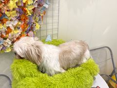 -有喵·猫咖·狗咖·40+猫狗有小奶狗(岗厦店)