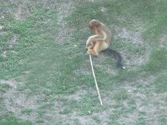 -西霞口神雕山野生动物世界