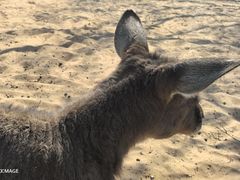 -秦皇岛野生动物园