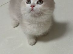 -猫十亿·布偶金渐层·曼基康矮脚猫舍(青年路店)