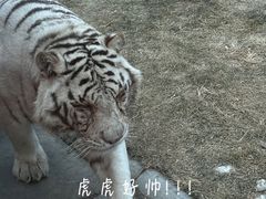 -北京野生动物园