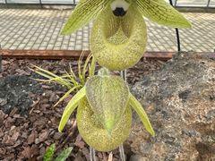 -上海鲜花港