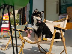 -逗柴咖啡屋·狗咖猫咖宠物桌游