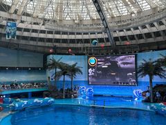 -海合安成都极地海洋公园