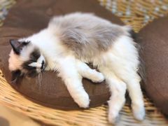 -藏猫猫咖啡主题馆(中央大道店)