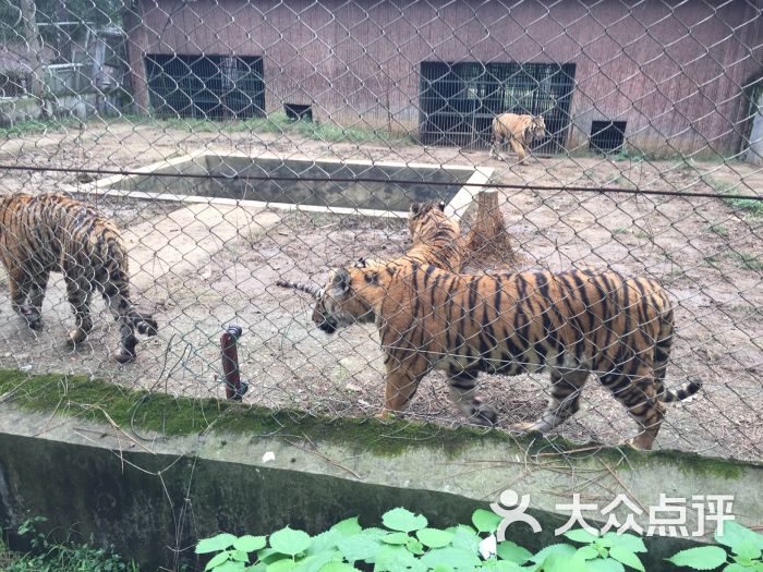 九峰森林動物園-圖片-武漢周邊遊-大眾點評網