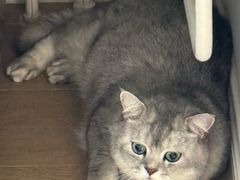 -纳吉亚猫专科动物诊疗中心(蒋宅口分院)