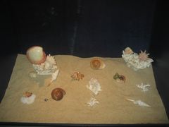 -亚龙湾中心广场·贝壳馆