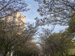 -高东镇樱花园