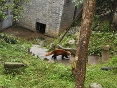 -都江堰中华大熊猫苑
