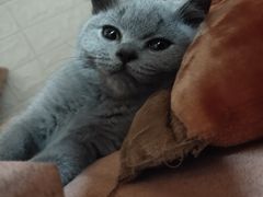 -lincat·猫舍(广州店)