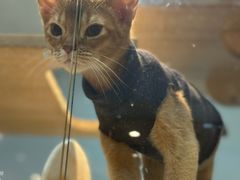 -BABIT巴比特宠物(MOMOPARK店)