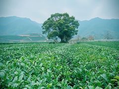 -龙坞茶村