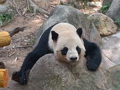 -广州长隆野生动物世界
