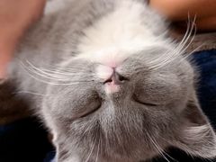 -派特宠物医院(圆融广场店)