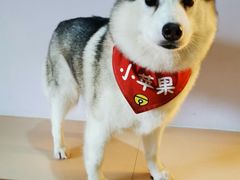 -Husky Go! 哈士奇体验馆·宠物咖啡厅狗咖