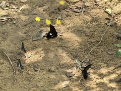 -广州白江湖森林公园