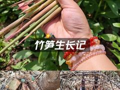 -青龙山国家森林公园