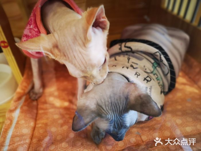喵匠猫主题咖啡(凯德和平广场店)图片