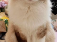 -FAELING PETS美天灵宠物(合生汇店)