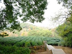 -西湖风景区十里琅珰-五云山