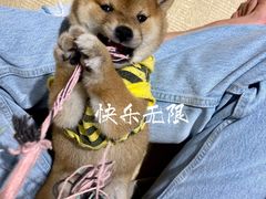 -逗柴咖啡屋·狗咖猫咖宠物桌游
