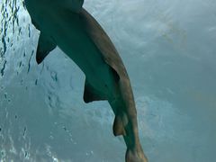 -瑞普利水族馆