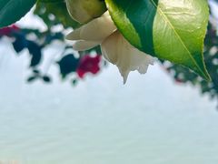 -艾溪湖湿地公园
