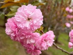 -长白岛森林公园