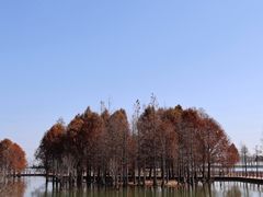 -贡湖湾湿地公园