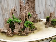 -金科花卉市场
