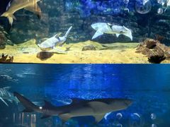 -烟台海昌鲸鲨海洋公园