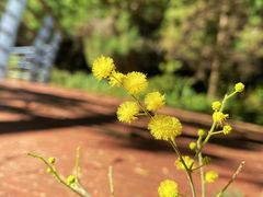 -长虫山生态公园风景林