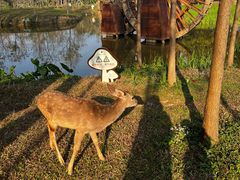 -森波拉奇妙世界