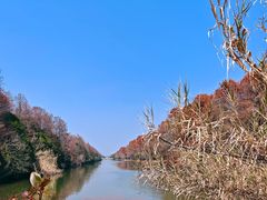 -上海海湾国家森林公园